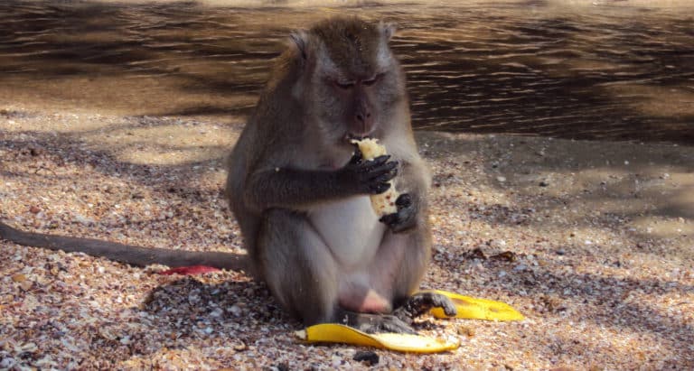 Aap eet een banaan